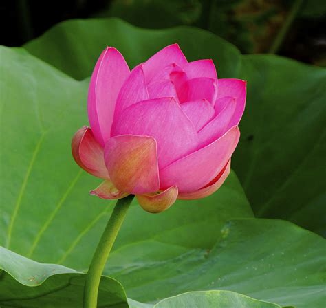 Pink Lotus Flower Wallpaper - WallpaperSafari