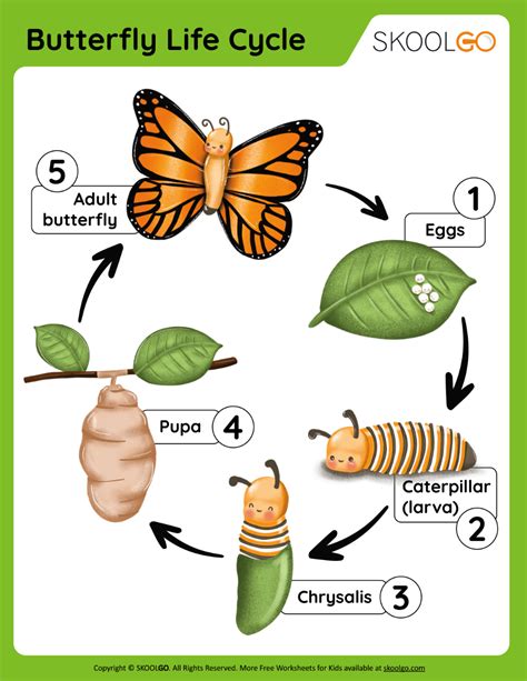 Butterfly Life Cycle - Free Worksheet - SKOOLGO | Butterfly life cycle ...