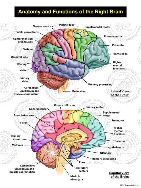 Anatomy and Functions of the Right Brain | Anatomical Justice