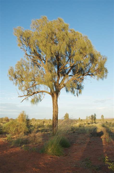 Desert oak tree stock image. Image of hardy, mature, nature - 13240781