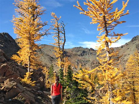 18 Best Larch Hikes in Washington for Magical Fall Colors (2024)