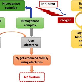 Mechanism of nitrogen fixation bio-catalyzed by nitrogenase enzyme. The ...