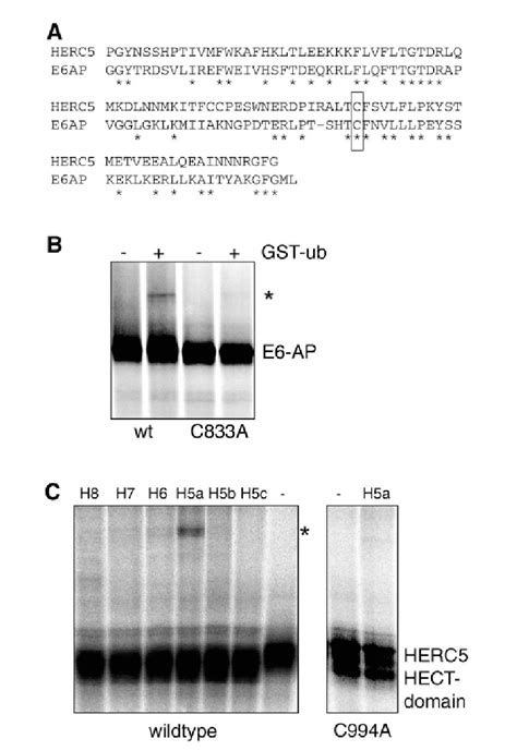 In vitro thioester bond formation assay. (A) Comparison of the ...