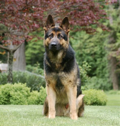 German Shepherd Protection Dogs for Sale | Adult, Trained Guard Dogs