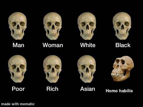 Yes homo habilis have different skulls with all of thease ...