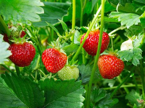 Strawberry Plant Care – How To Plant Strawberries | Gardening Know How