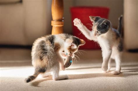 How to tell if your cats are playing or fighting—and whether it’s a ...