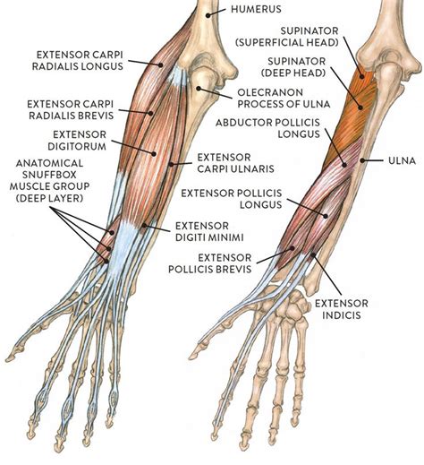 Pin by Valentin Erbuke on anatomy-chart | Arm muscle anatomy, Human ...