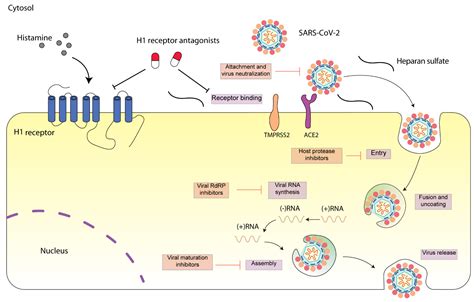 H1 Histamine Receptors Function