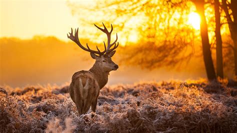 Brown Deer Nature Animals Trees Sunset 4K HD Wallpapers | HD Wallpapers ...