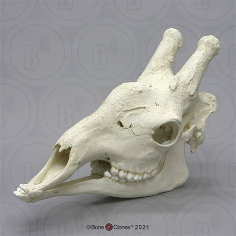 Giraffe Skull - Bone Clones - Osteological Reproductions