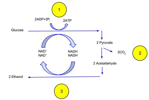 Types of Fermentation | Biology for Majors I