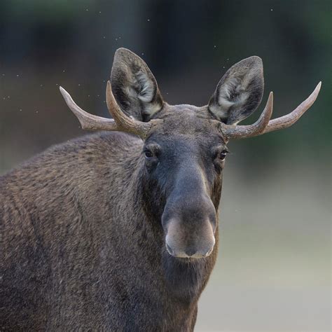 Male Moose With Antlers, Portrait, Finland. Photograph by Jussi ...