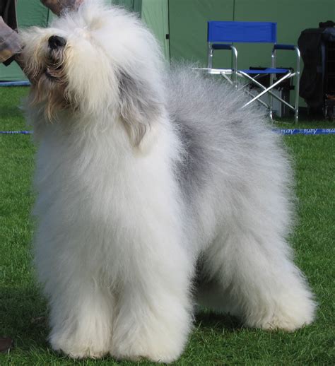 File:Old english sheepdog Ch Bobbyclown's Dare for More.jpg - Wikipedia