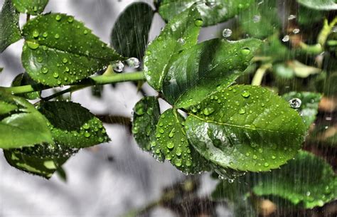 leaves, Rain, Drops, Macro Wallpapers HD / Desktop and Mobile Backgrounds