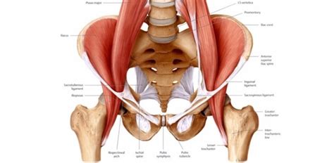 Hip Flexor Muscles Diagram