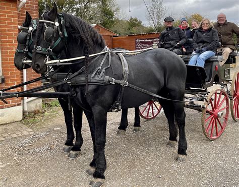 Carriage Driving Experience