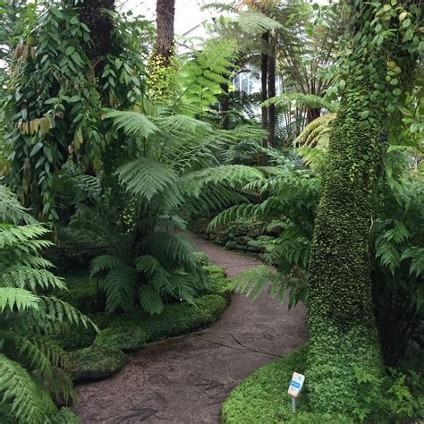 Ferns at the Royal Botanic Garden Edinburgh | Jack Wallington | Nature ...