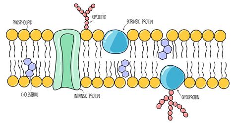 Cell Membrane Structure