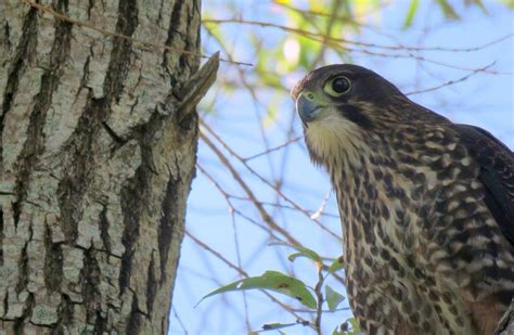 New Zealand falcon/kārearea: New Zealand native land birds