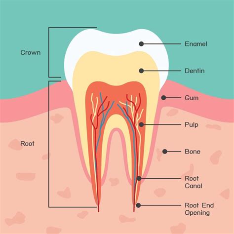 The Importance of Tooth Enamel - Wilkinson Dental