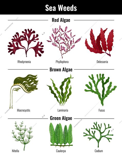 Red brown green algae seaweeds collection botanical educative info ...