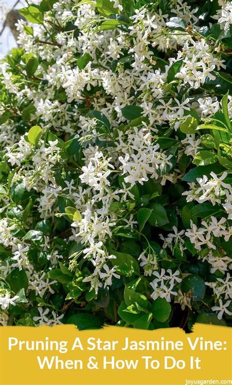 Pruning A Star Jasmine Vine: When & How To Do It