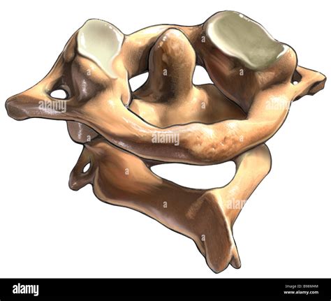 C1 & C2 Vertebrae: Posterior Oblique View Stock Photo, Royalty Free ...