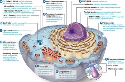 Parts Of Animal Cell And Their Functions Slideshare Animal Cell - Riset