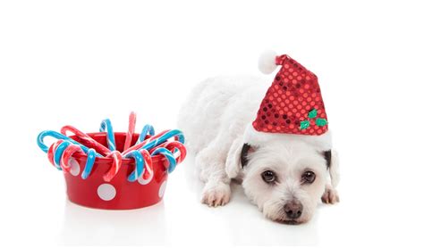 Top 17 Best Christmas Dog Treats (Safe Treats for Holidays)