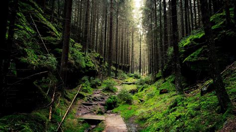 forest 4k desktop background hd #4K #wallpaper #hdwallpaper #desktop ...