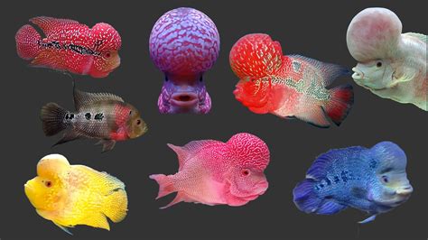 Different Types Of Flowerhorn Cichlid