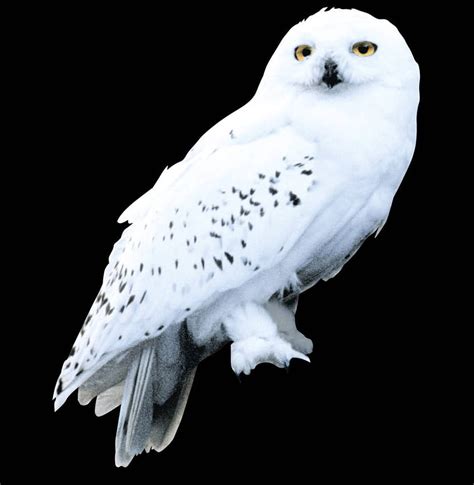 Of Harry Potter Studio Sets Tour Snowy Owl Hedwig By Sceptre fondo de ...