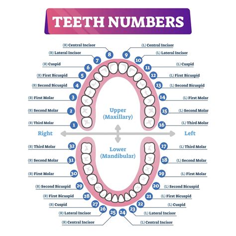 Tooth Number Chart to Identify Primary Teeth - Eruption Charts