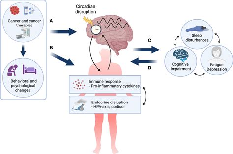 Frontiers | Circadian disruption and cancer- and treatment-related symptoms