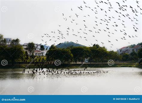 Birds formation stock photo. Image of light, school, green - 36818658