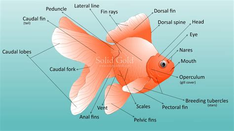 Goldfish External Anatomy – Solid Gold Aquatics