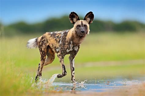 EWT celebrate the continent’s largest African Wild Dog reintroduction