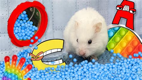 🐹 Hamster Escape ABC Alphabet Lore POPIT Maze | Ball Pool - YouTube