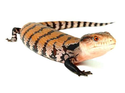 Indonesian Blue Tongue Skink (Tiliqua gigas) - ReptileTalk NET