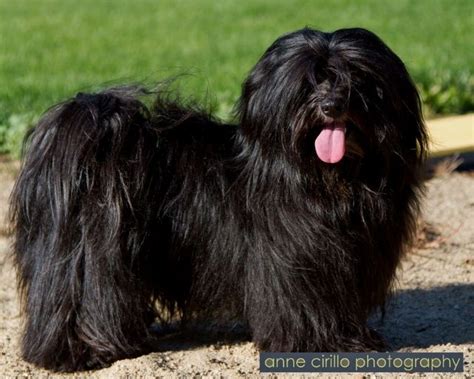 Gorgeous! | Havanese dogs, Leonberger dog, Havanese