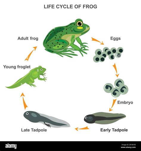 Life cycle of a frog vector illustration. Transformation process with ...