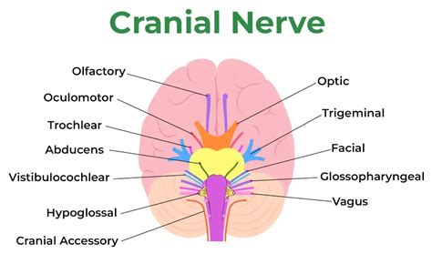 Cranial Nerves : Function, Anatomy and Location