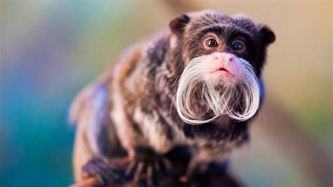 Monkey Mania: Tamarin with an emperor's mustache - CGTN