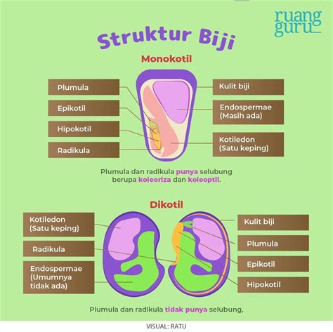 Gambar Epigeal Dan Hipogeal Epigeal Dan Hipogeal Pdf Berdasarkan ...