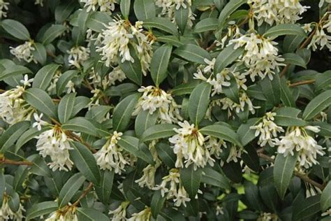 Fragrant Osmanthus- 1 gl size | Cloud Mountain Farm Center & Nursery