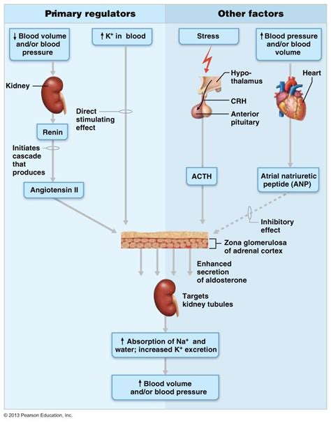 aldosterone and blood pressure. http://classes.midlandstech.edu/carterp ...