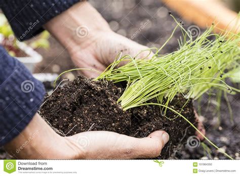 Organic Chive Seedlings stock photo. Image of planting - 101964350