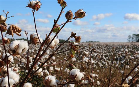 Surprise: The Philippines has the best cotton variety in the world ...