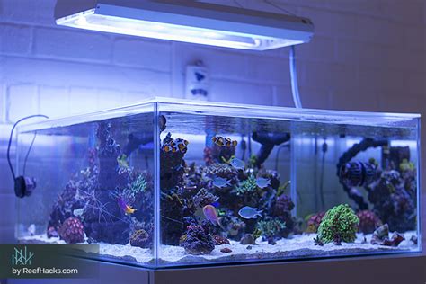 10 Step by Step Tips to Easily Create a Perfect Reef Tank Aquascape.